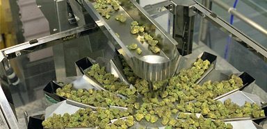 Cannabis goes full automation